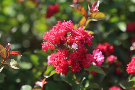 How to Propagate Ruby Magic Crape Myrtle: A Step-by-Step Guide